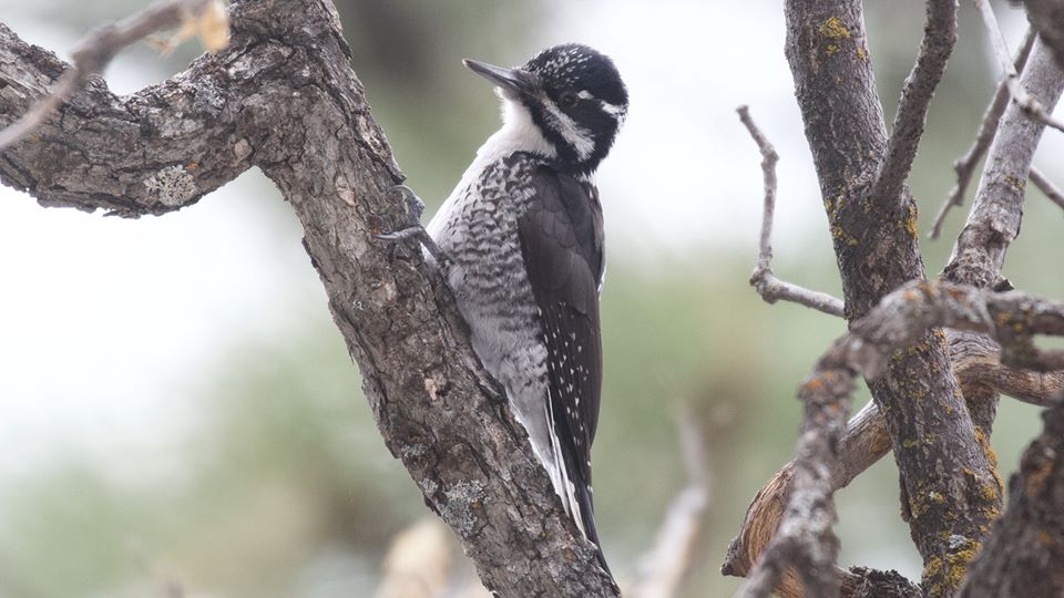 American Three-toed Woodpecker can be found fairly easily in Northern Arizona but is almost impossible elsewhere in the state.