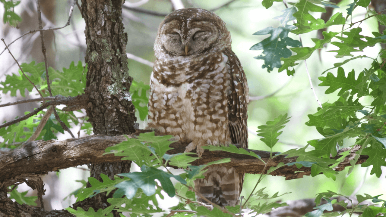 Some specialty birds are virtually guaranteed while others, like Spotted Owl, are more often a result of being in the right place the at right time.