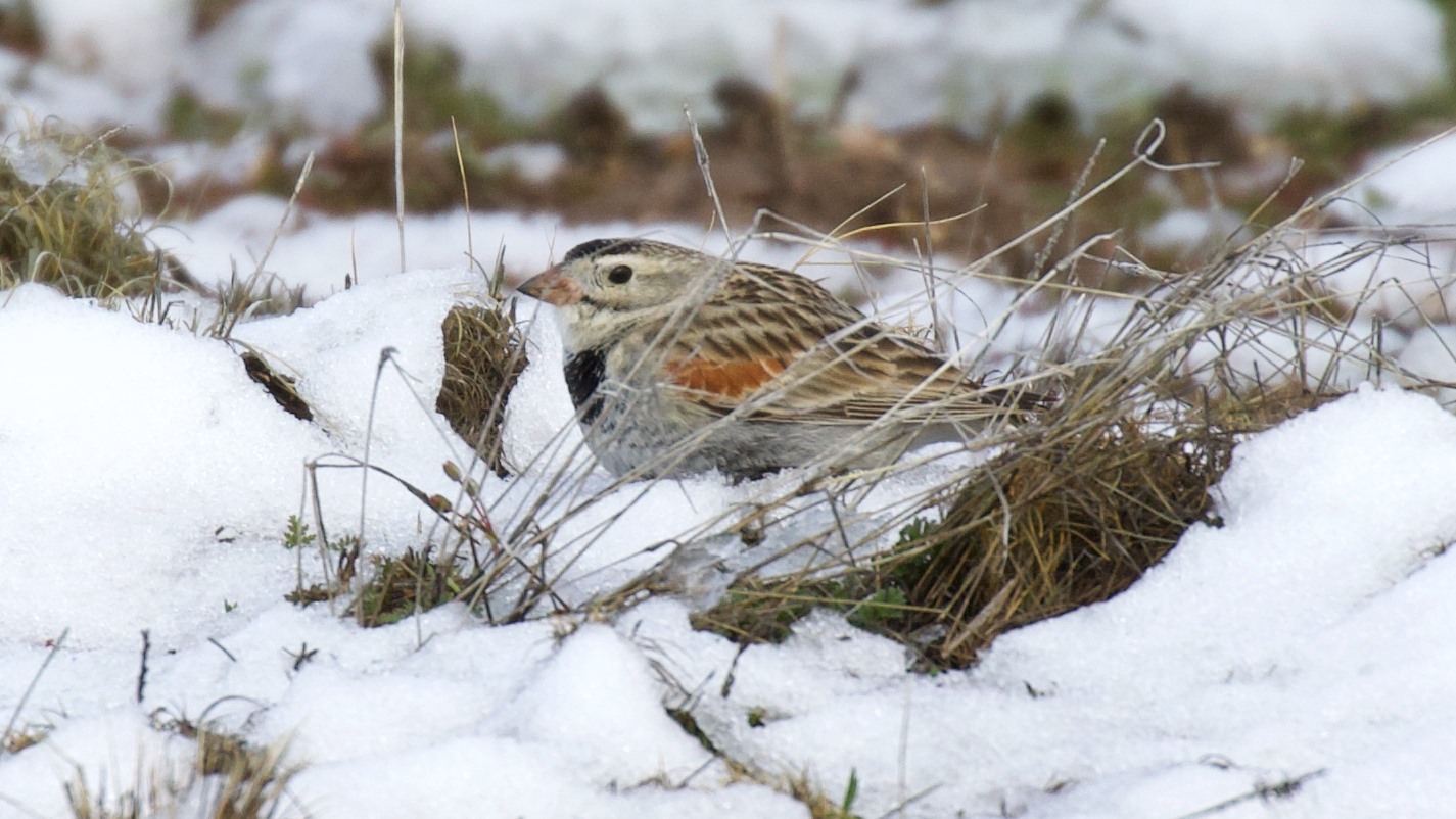 The heart of the non-breeding season (Nov-Feb) is an excellent time to look for wintering grassland specialists like Thick-billed Longspur.