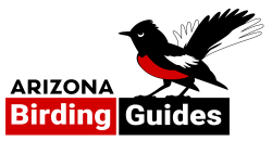 Arizona Birding Guides