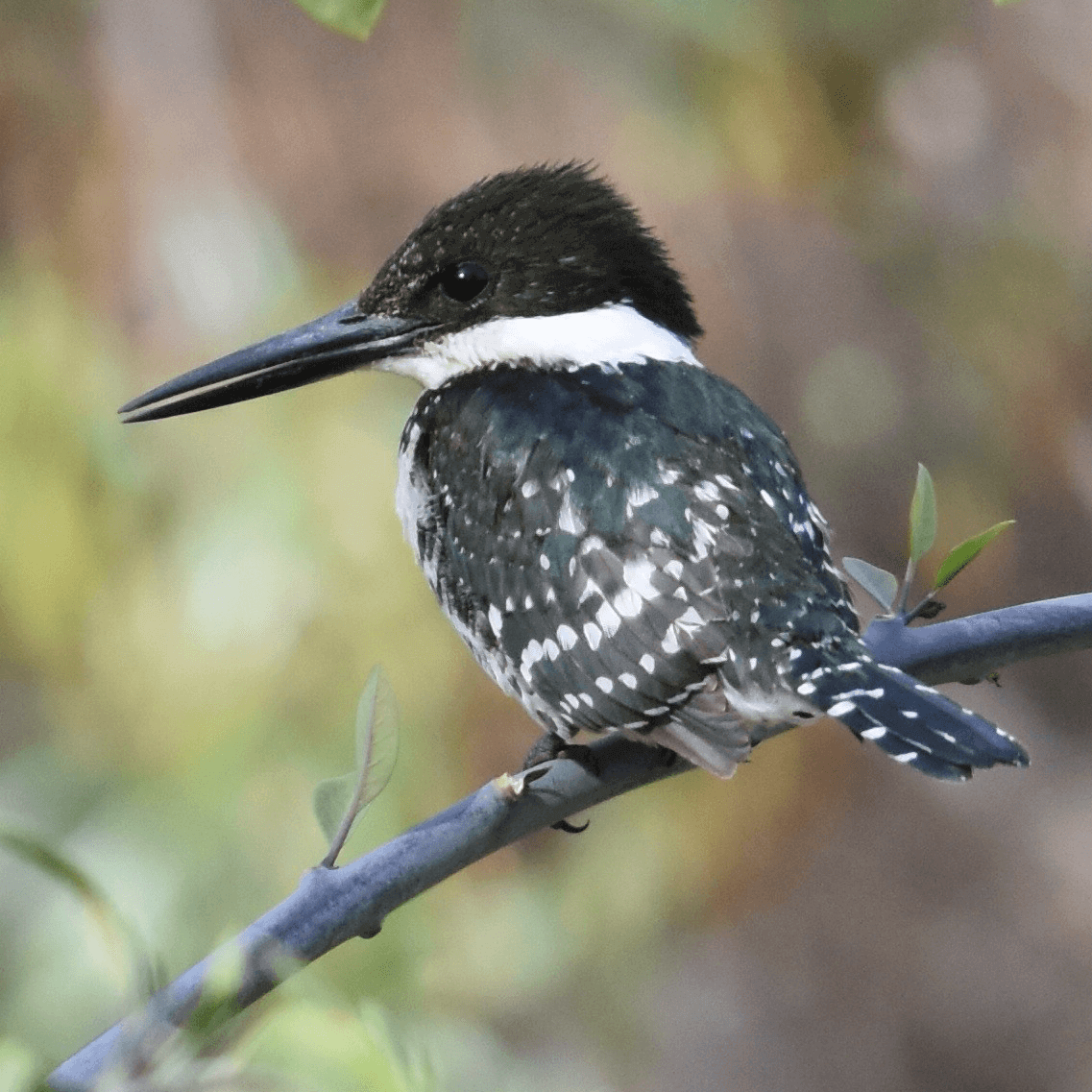 Green Kingfisher Caleb Strand 2
